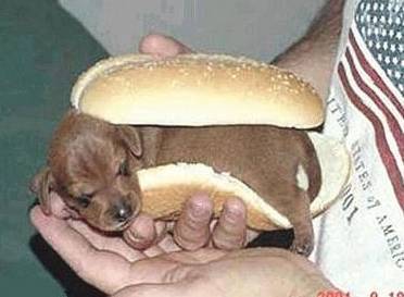 hot dog